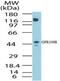Hydroxycarboxylic Acid Receptor 3 antibody, PA1-41622, Invitrogen Antibodies, Western Blot image 