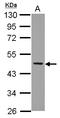 Neutrophil Cytosolic Factor 1 antibody, LS-C155542, Lifespan Biosciences, Western Blot image 