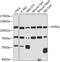 Neurotrophic Receptor Tyrosine Kinase 1 antibody, 18-498, ProSci, Western Blot image 