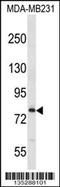 Mediator Complex Subunit 17 antibody, 58-351, ProSci, Western Blot image 