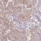 RASA antibody, HPA036393, Atlas Antibodies, Immunohistochemistry frozen image 