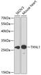 Thioredoxin Like 1 antibody, 22-127, ProSci, Western Blot image 