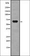 Nuclear Receptor Subfamily 5 Group A Member 2 antibody, orb337294, Biorbyt, Western Blot image 