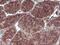 Fibroblast Growth Factor 21 antibody, M00802-1, Boster Biological Technology, Immunohistochemistry paraffin image 