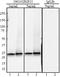 Transcription Factor A, Mitochondrial antibody, 850501, BioLegend, Immunohistochemistry paraffin image 