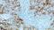 Melanoma Cell Adhesion Molecule antibody, GTX01919, GeneTex, Immunohistochemistry paraffin image 