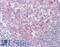 Phosphoribosylformylglycinamidine Synthase antibody, LS-B11134, Lifespan Biosciences, Immunohistochemistry frozen image 