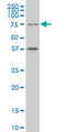 Transcription Factor 4 antibody, LS-C198312, Lifespan Biosciences, Western Blot image 