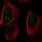 Coiled-Coil Domain Containing 137 antibody, NBP2-55713, Novus Biologicals, Immunofluorescence image 