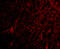 ARP antibody, 4349, ProSci, Immunofluorescence image 