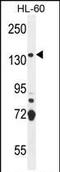 SOS Ras/Rho Guanine Nucleotide Exchange Factor 2 antibody, PA5-35070, Invitrogen Antibodies, Western Blot image 