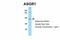 Asialoglycoprotein Receptor 1 antibody, 27-951, ProSci, Western Blot image 