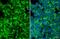 Sialic Acid Binding Ig Like Lectin 1 antibody, GTX131703, GeneTex, Immunofluorescence image 