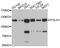 Folate Hydrolase 1 antibody, MBS126985, MyBioSource, Western Blot image 