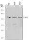 Interferon Regulatory Factor 3 antibody, MAB4019, R&D Systems, Western Blot image 
