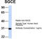 Sarcoglycan Epsilon antibody, TA339388, Origene, Western Blot image 