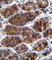 Cellular Communication Network Factor 2 antibody, abx033676, Abbexa, Western Blot image 