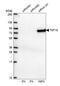 TATA-binding protein-associated factor 2N antibody, HPA063647, Atlas Antibodies, Western Blot image 