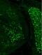 One Cut Homeobox 1 antibody, NBP1-91607, Novus Biologicals, Immunohistochemistry paraffin image 