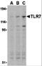 Toll Like Receptor 7 antibody, 3269, ProSci Inc, Western Blot image 