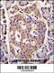 Phospholipase D Family Member 5 antibody, 55-939, ProSci, Immunohistochemistry paraffin image 