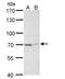 TNF Alpha Induced Protein 2 antibody, NBP1-33480, Novus Biologicals, Western Blot image 