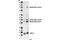 Glycogen Synthase Kinase 3 Alpha antibody, 9337S, Cell Signaling Technology, Western Blot image 