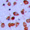 G Protein-Coupled Receptor 119 antibody, LS-C356072, Lifespan Biosciences, Immunohistochemistry frozen image 