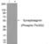 Synaptotagmin 1 antibody, PA5-37751, Invitrogen Antibodies, Western Blot image 