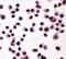 Nucleophosmin 1 antibody, LS-C313071, Lifespan Biosciences, Immunocytochemistry image 