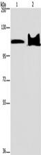 Lysine Demethylase 4C antibody, TA351311, Origene, Western Blot image 