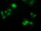Phenazine Biosynthesis Like Protein Domain Containing antibody, LS-C115805, Lifespan Biosciences, Immunofluorescence image 