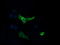 Mitogen-Activated Protein Kinase Kinase 1 antibody, LS-C174509, Lifespan Biosciences, Immunofluorescence image 