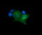 Mitogen-Activated Protein Kinase Kinase 1 antibody, LS-C174639, Lifespan Biosciences, Immunofluorescence image 