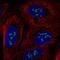 Myelin Regulatory Factor Like antibody, NBP2-14374, Novus Biologicals, Immunofluorescence image 