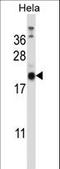 Proline Rich And Gla Domain 1 antibody, LS-C158742, Lifespan Biosciences, Western Blot image 