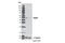 Autophagy Related 4B Cysteine Peptidase antibody, 5299S, Cell Signaling Technology, Western Blot image 