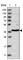 Replication Factor C Subunit 3 antibody, HPA030149, Atlas Antibodies, Western Blot image 