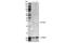 Cyclin Dependent Kinase Inhibitor 1B antibody, 2552S, Cell Signaling Technology, Western Blot image 