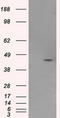 Mitochondrial Translational Release Factor 1 Like antibody, LS-C115053, Lifespan Biosciences, Western Blot image 