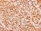 MID1 Interacting Protein 1 antibody, LS-C185843, Lifespan Biosciences, Immunohistochemistry frozen image 