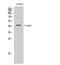 Forkhead Box D4 Like 1 antibody, STJ93111, St John