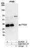 Tetratricopeptide Repeat Domain 33 antibody, A304-701A, Bethyl Labs, Immunoprecipitation image 