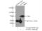 Nudix Hydrolase 6 antibody, 11181-1-AP, Proteintech Group, Immunoprecipitation image 