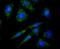 Protein Kinase D2 antibody, NBP2-75629, Novus Biologicals, Immunofluorescence image 