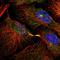 Eferin antibody, HPA028631, Atlas Antibodies, Immunofluorescence image 