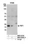 Psf1 antibody, NBP2-30366, Novus Biologicals, Western Blot image 