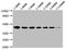 CD48 Molecule antibody, CSB-MA004941A0m, Cusabio, Western Blot image 