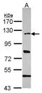 P113 antibody, NBP2-16857, Novus Biologicals, Western Blot image 