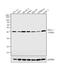 Wnt Family Member 1 antibody, 36-5800, Invitrogen Antibodies, Western Blot image 